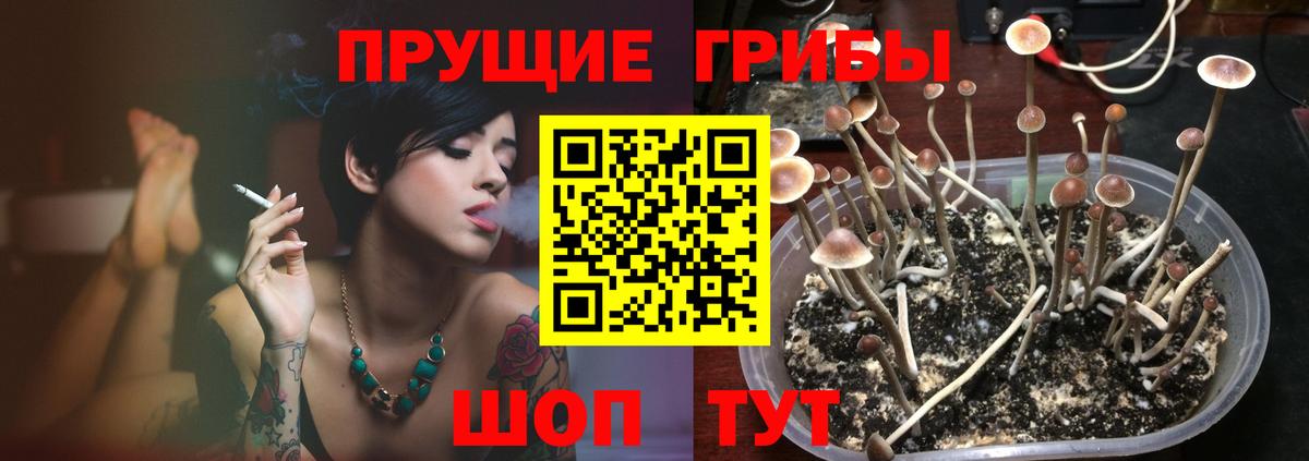 Сибай  Галлюциногенные грибы прущие грибы  Вход с VPN 